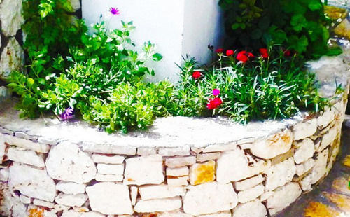 Dionysia *